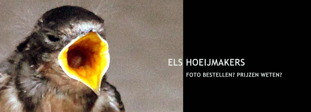 Els Hoeijmakers Natuurfotografie - Contact