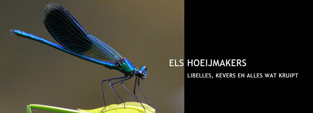 Els Hoeijmakers Natuurfotografie - Insecten