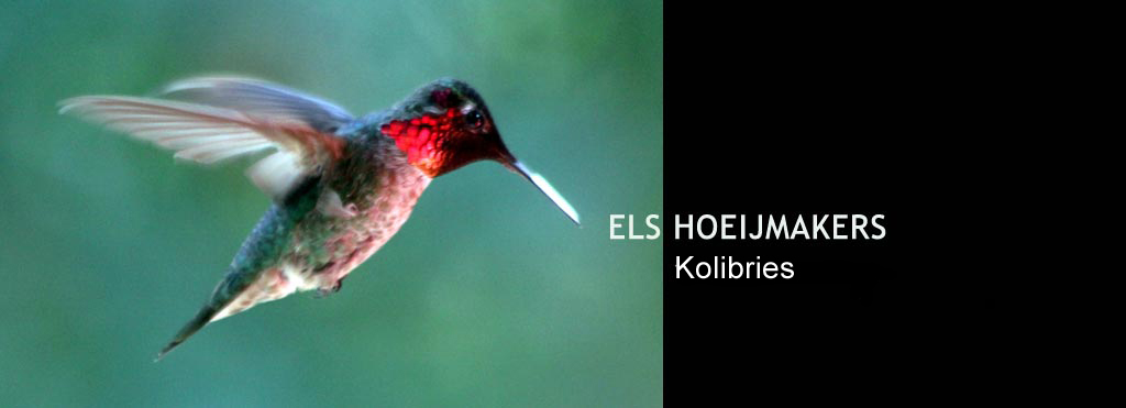 Els Hoeijmakers Natuurfotografie - Kolibries