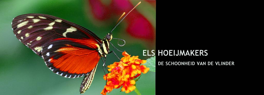Els Hoeijmakers Natuurfotografie - Vlinders