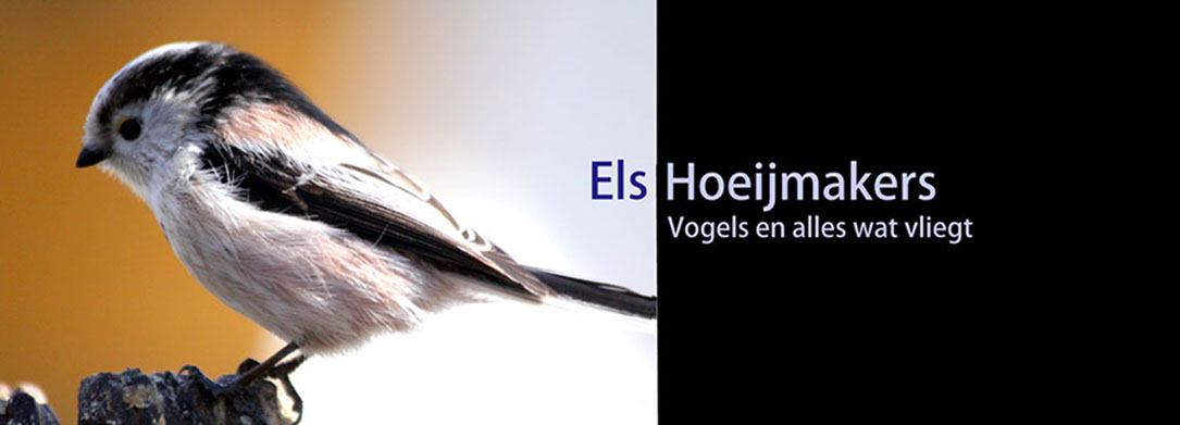 Els Hoeijmakers Natuurfotografie - Vogels